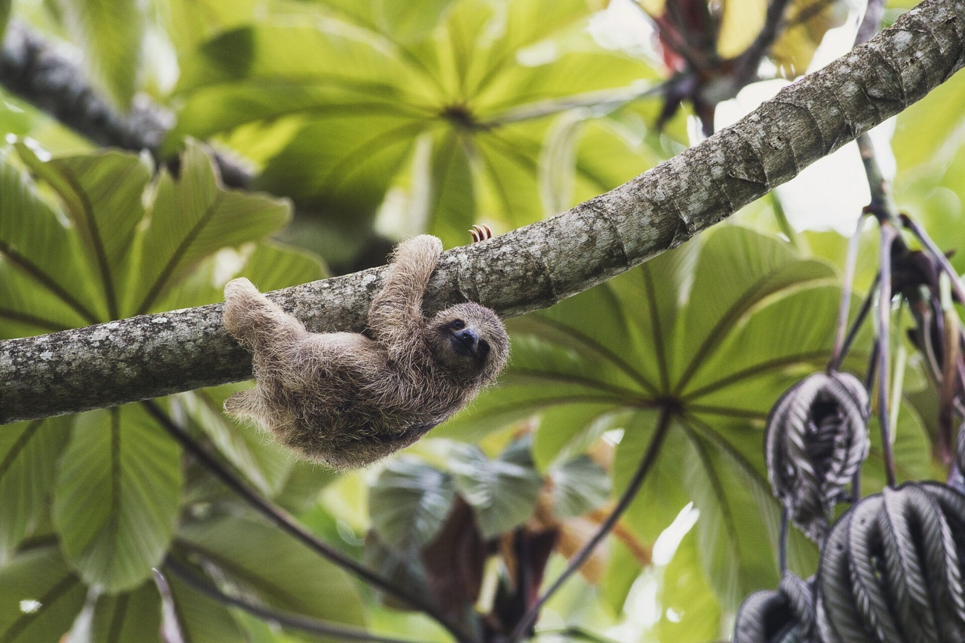 Baby Sloth hanging from a tree branch